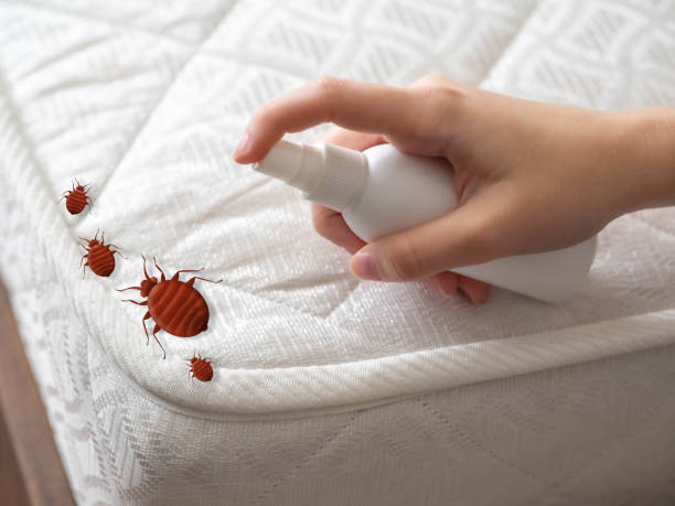 Best Mosquito Control Services  in South Huntington, NY