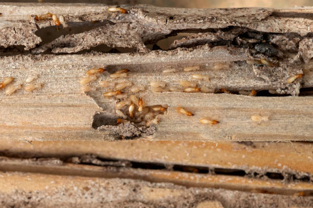 Spider Control Near Me in South Huntington, NY