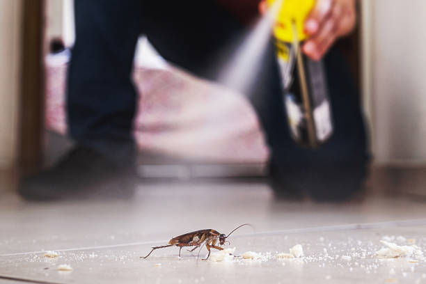 Bird Control in South Huntington, NY