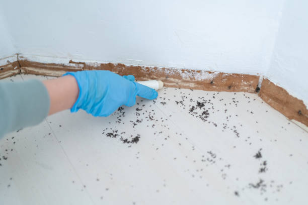 Best Best Pest Control Companies  in South Huntington, NY